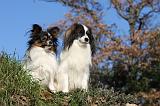 EPAGNEUL PAPILLON et PHALENE 005